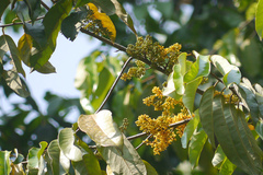 Gymnacranthera canarica